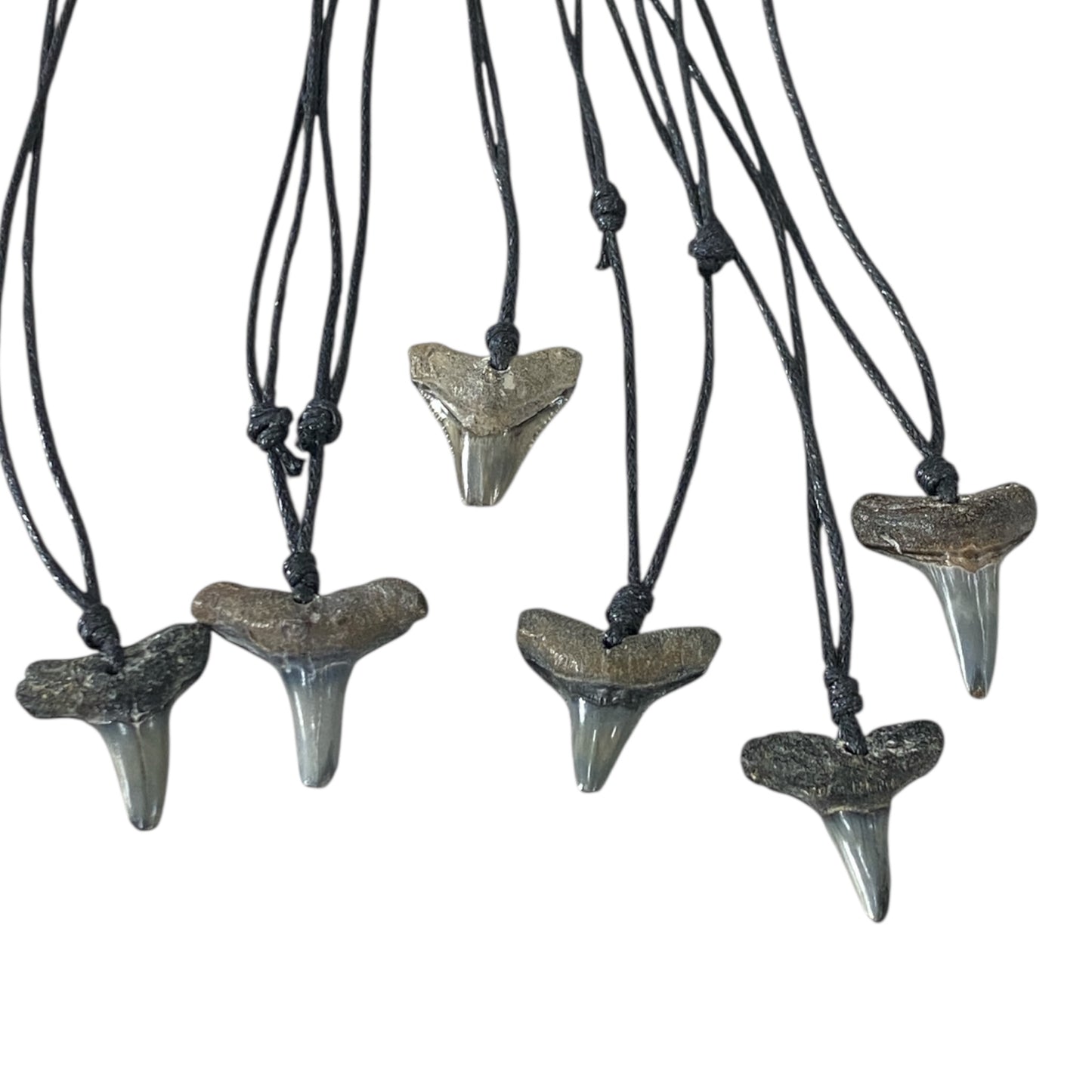 Megalodon fossil teeth necklace