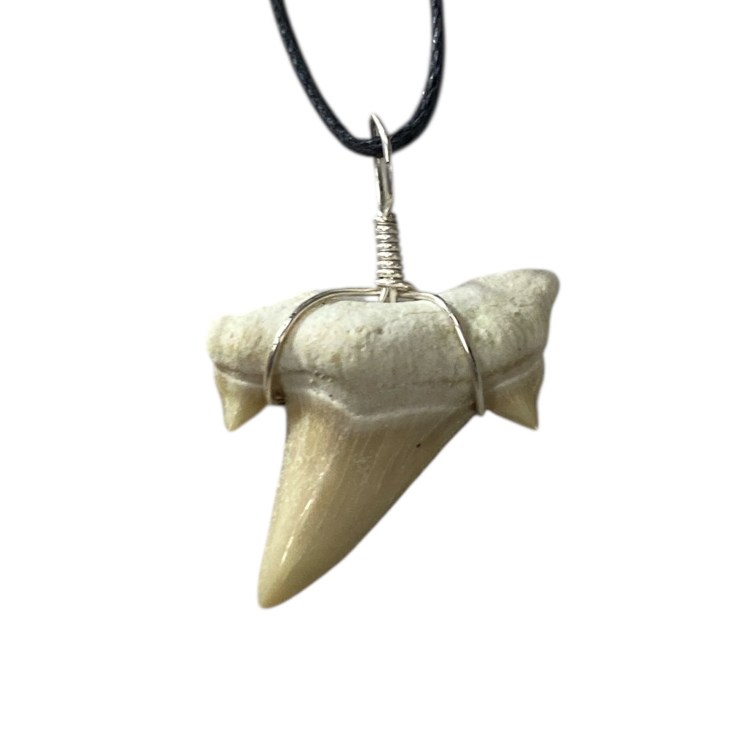 Shark tooth fossil neck