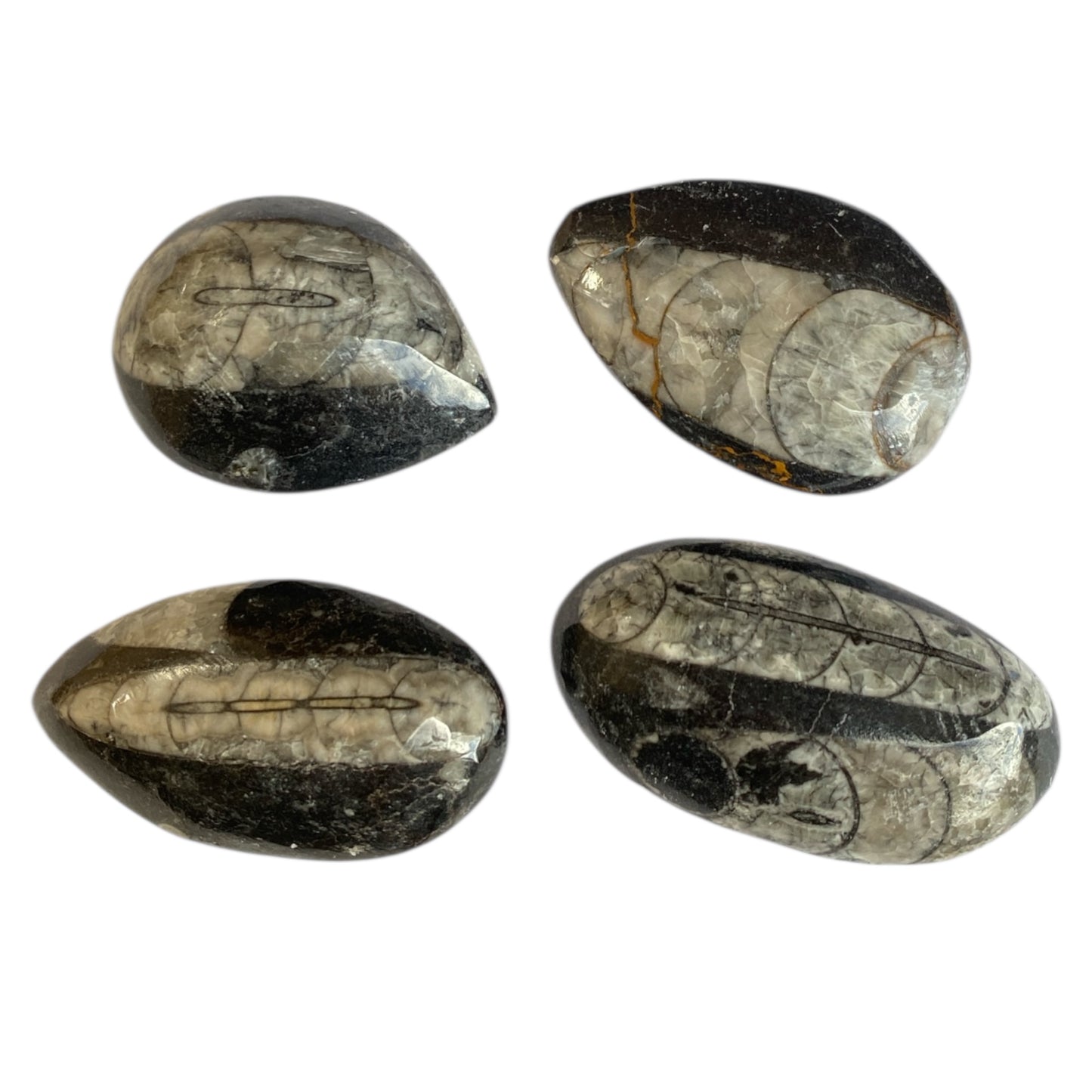 Orthoceras fossil