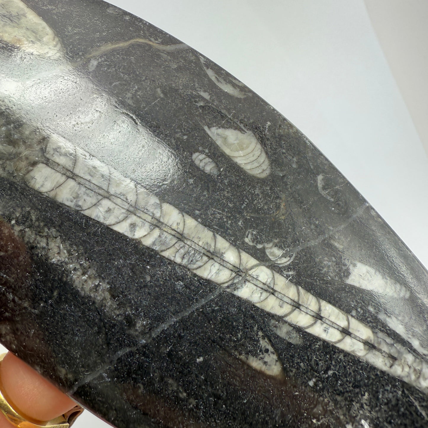 Orthoceras plate 16cm