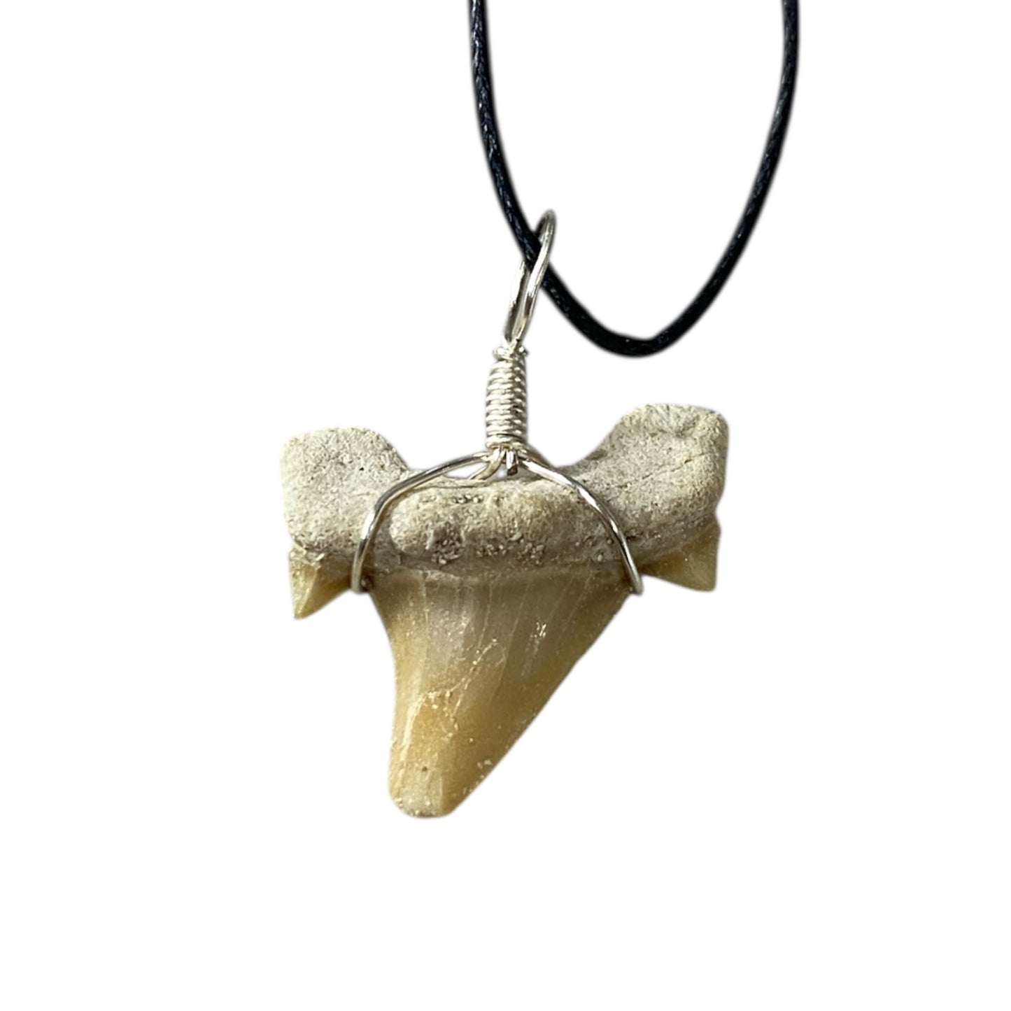 Shark tooth fossil neck