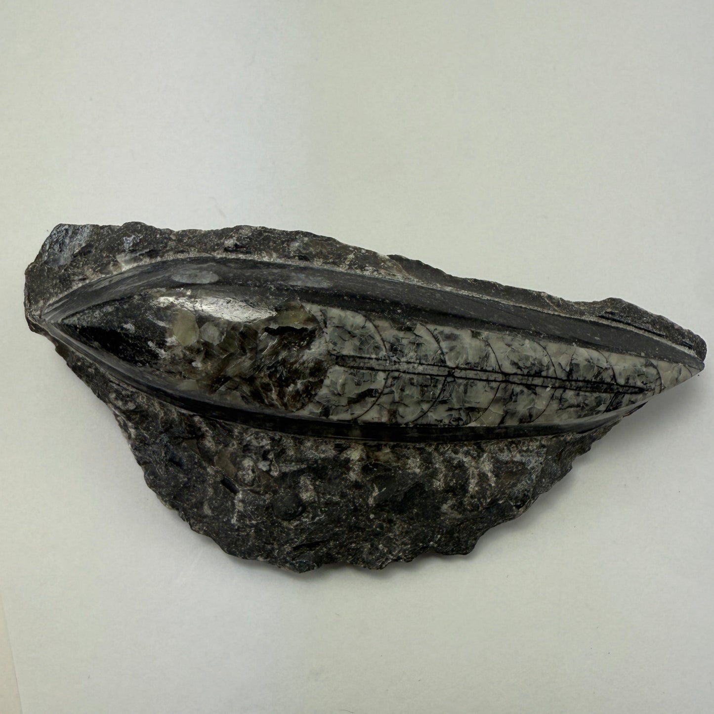 Orthoceras plate 10cm