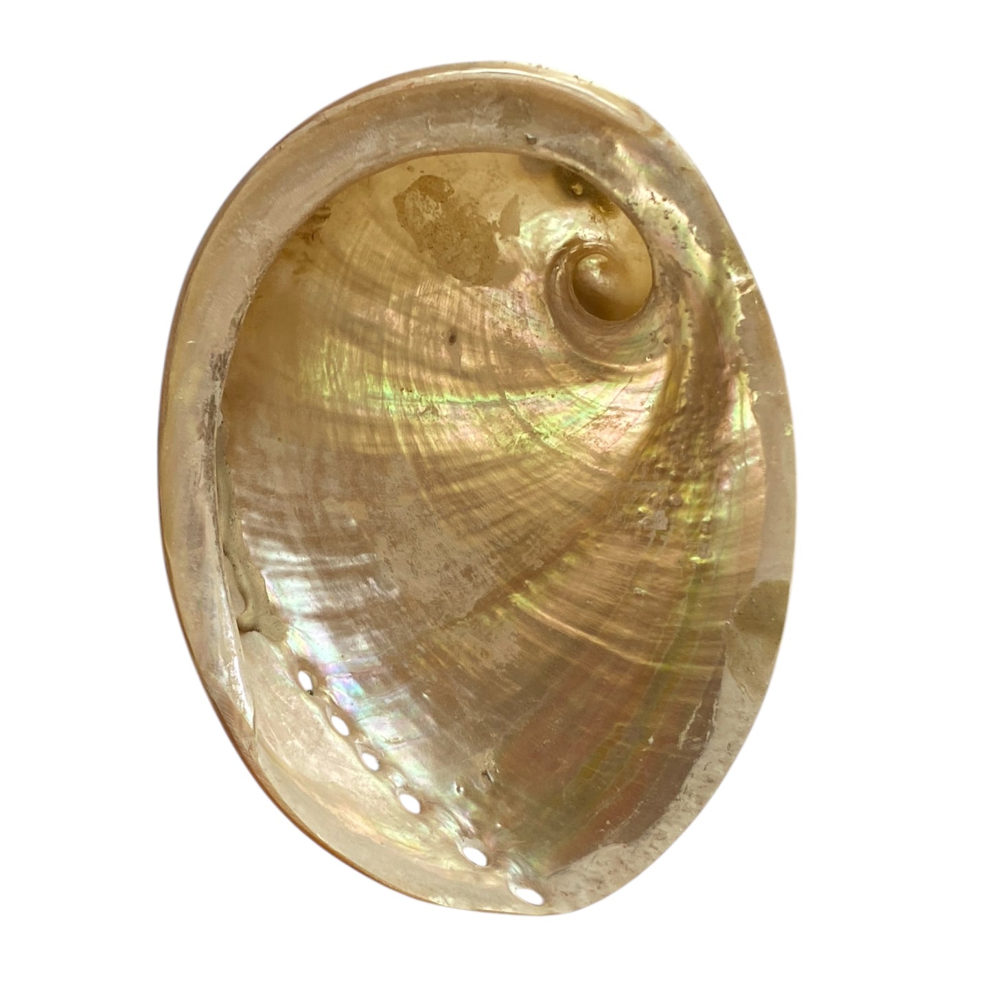 Mother of pearl polished shell