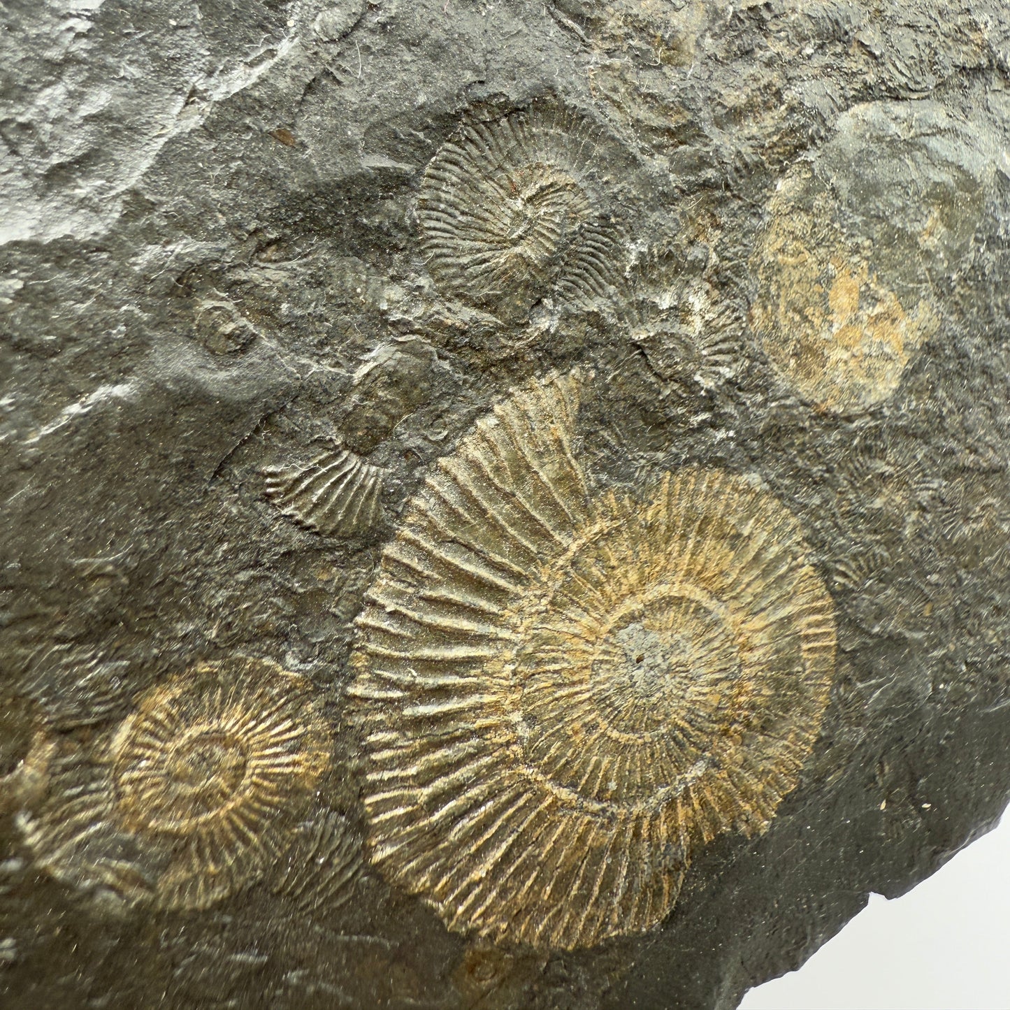 Ammonite plate 13cm x 9.5cm