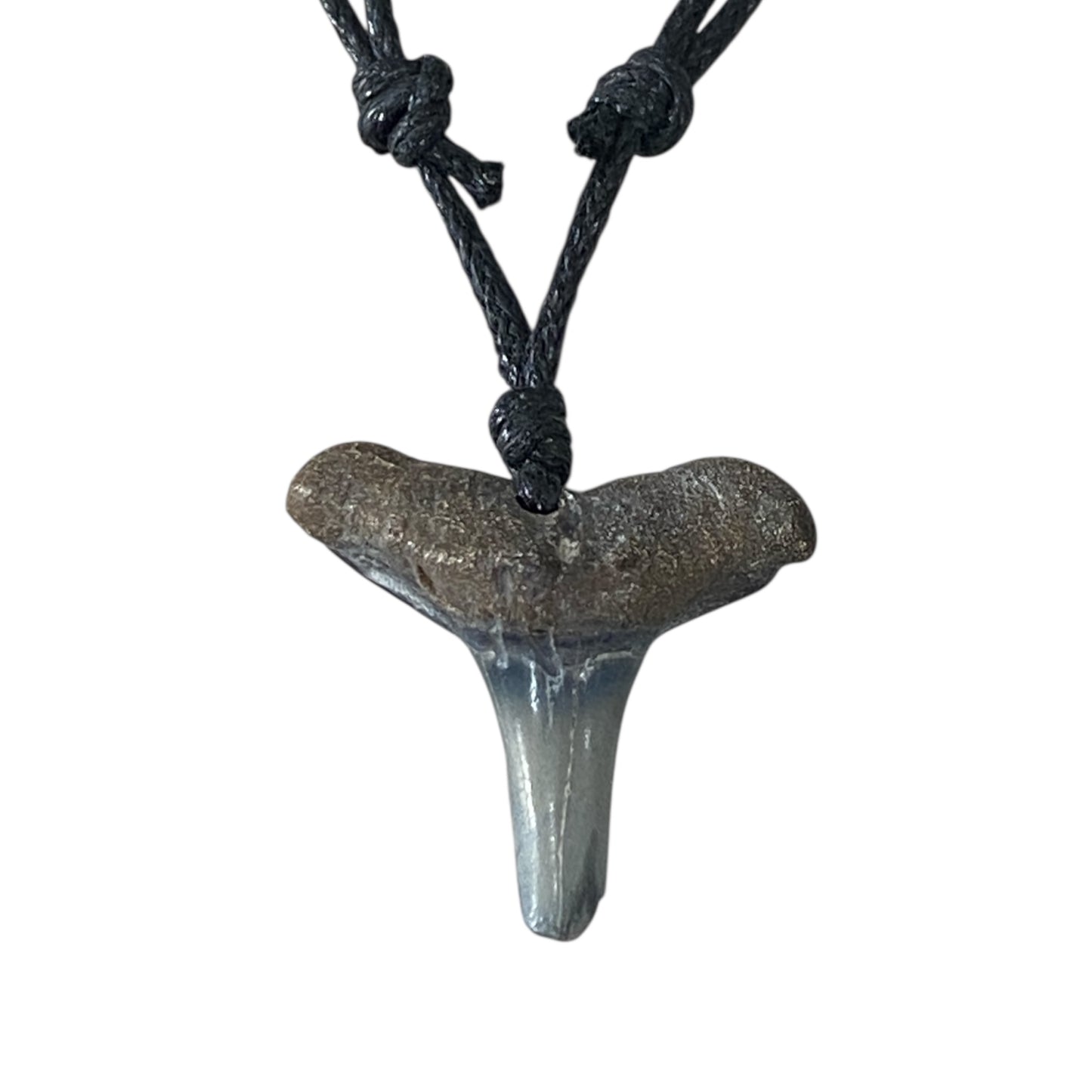 Megalodon fossil teeth necklace