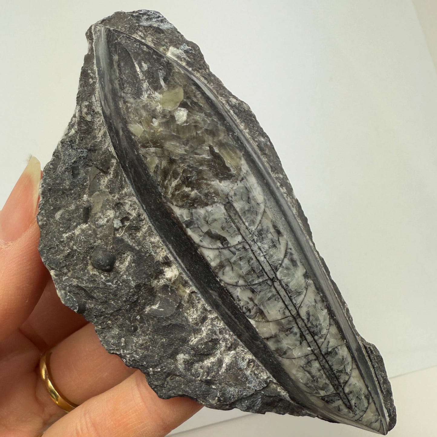 Person holding a large rock or mineral against a white background