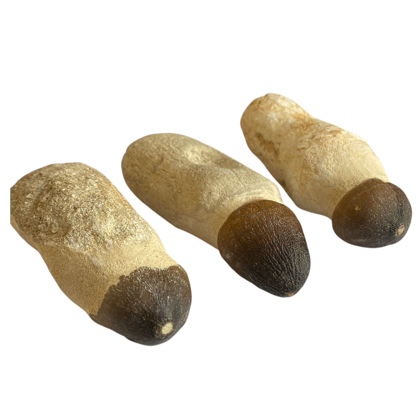 Globidens Teeth fossil