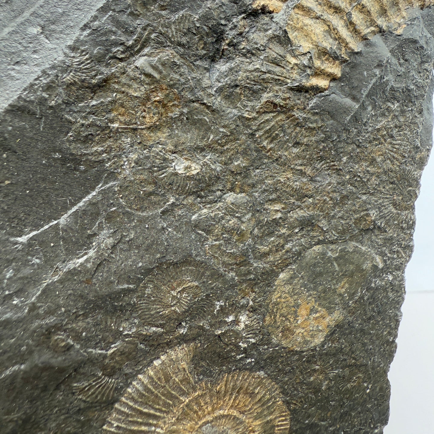 Ammonite plate 13cm x 9.5cm