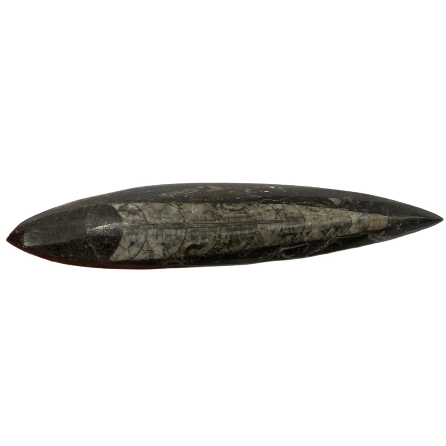 Orthoceras plate 17cm