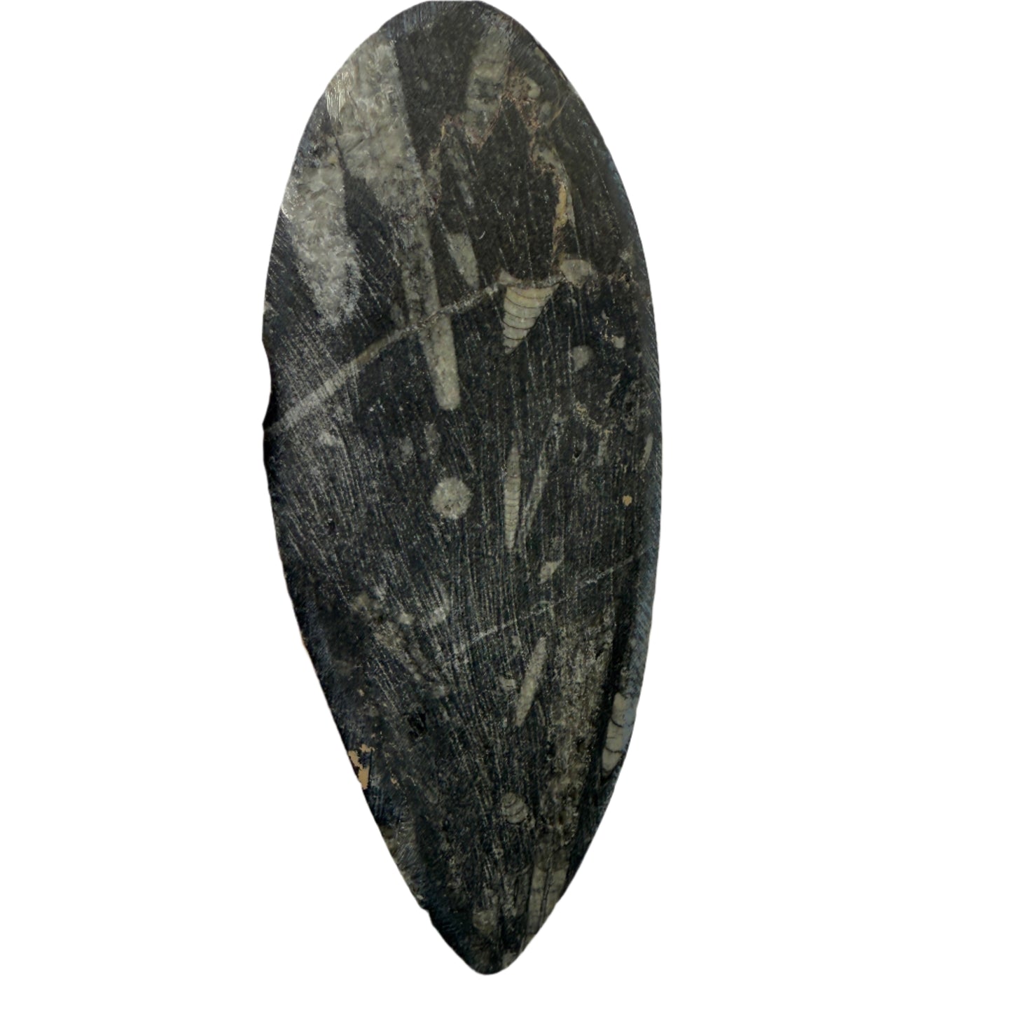 Orthoceras plate 16cm