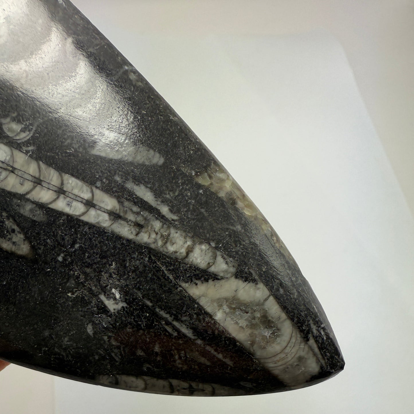 Orthoceras plate 16cm