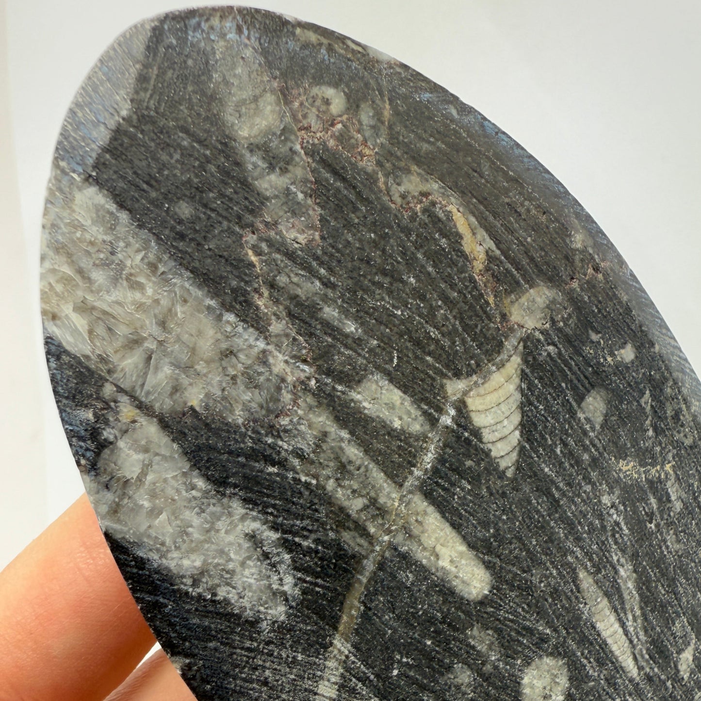 Orthoceras plate 16cm