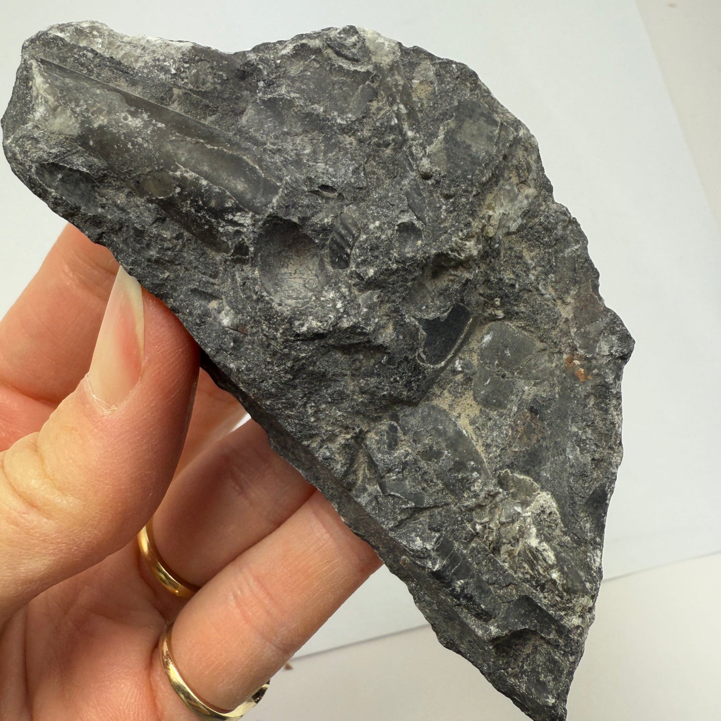 Orthoceras plate 10cm