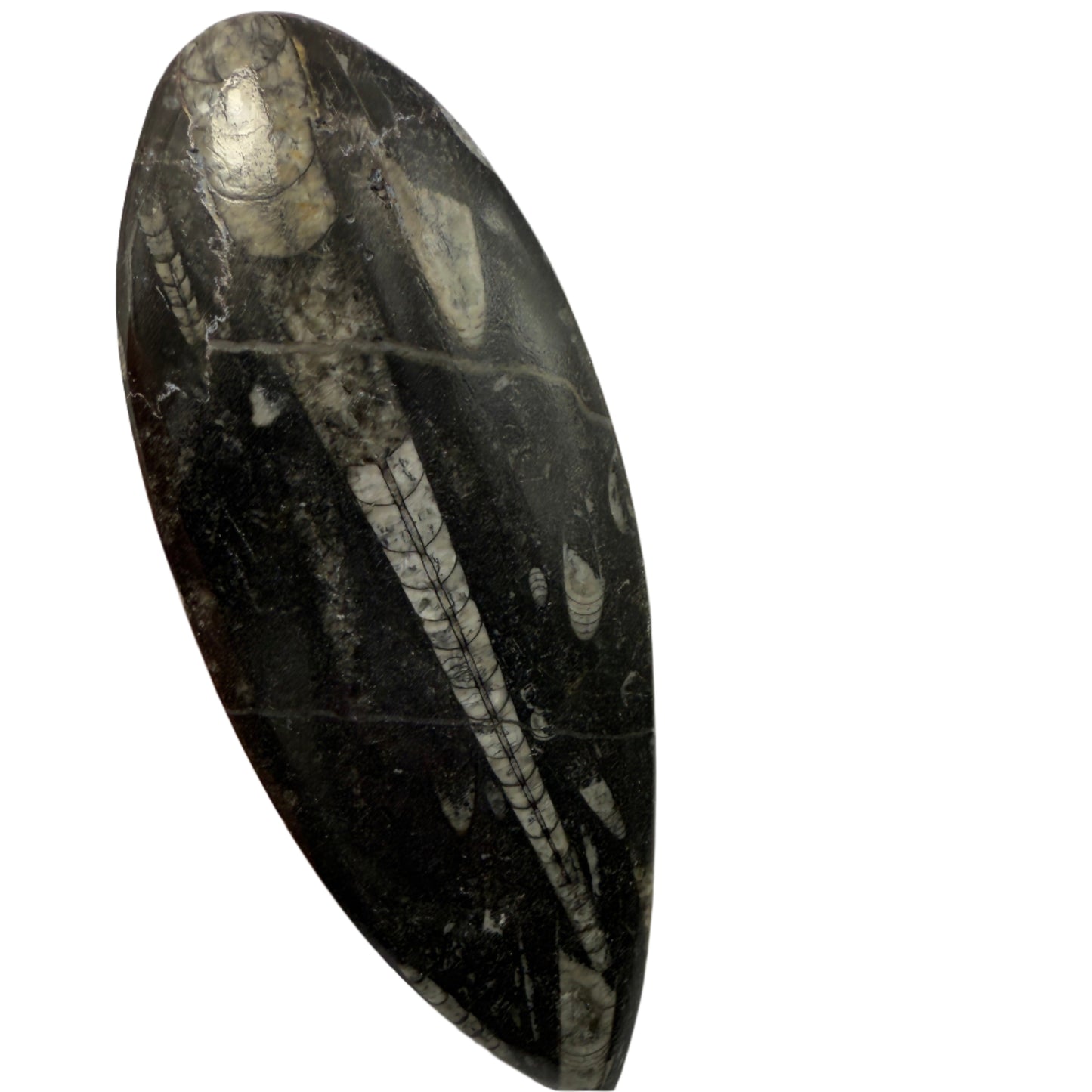 Orthoceras plate 16cm
