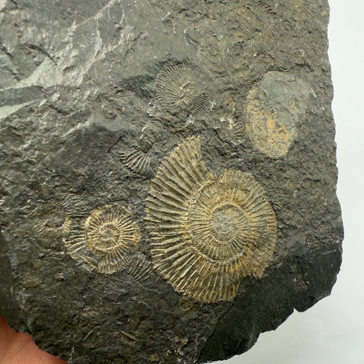 Ammonite plate 13cm x 9.5cm