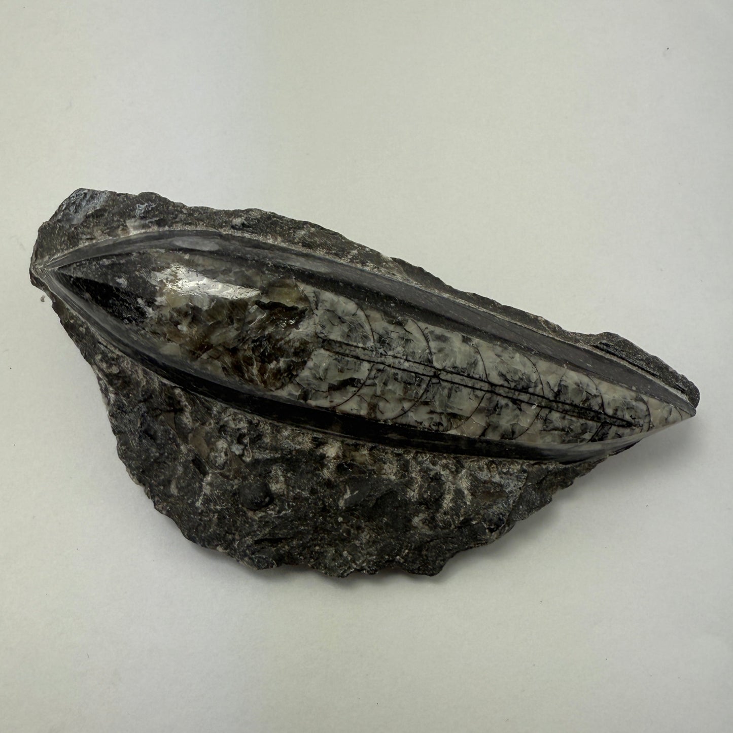 Orthoceras plate 10cm