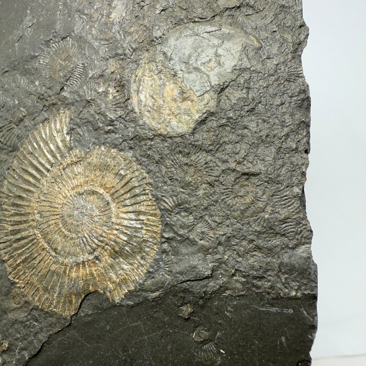 Ammonite plate 13cm x 9.5cm