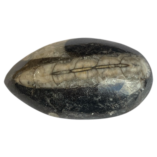 Orthoceras fossil