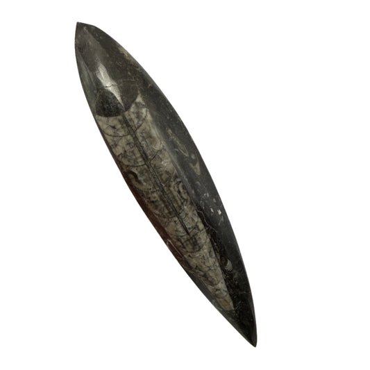 Orthoceras plate 17cm