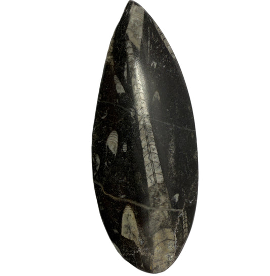 Orthoceras plate 16cm