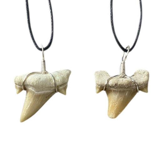 Shark tooth fossil neck