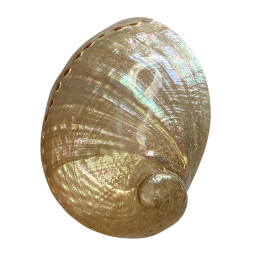 Mother of pearl polished shell