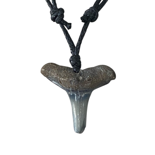 Megalodon fossil teeth necklace