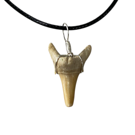 Shark tooth fossil neck