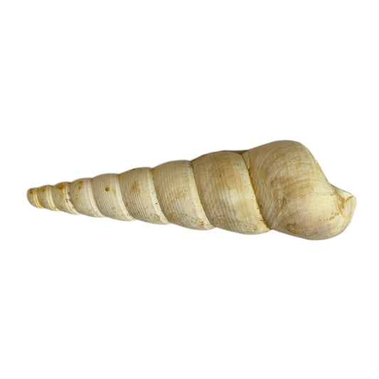 Fossil shell from France