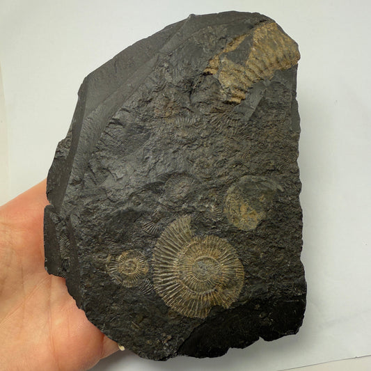 Ammonite plate 13cm x 9.5cm