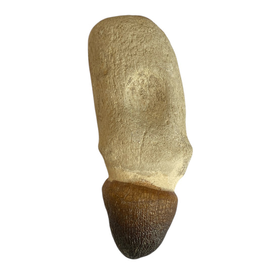 Globidens Teeth fossil