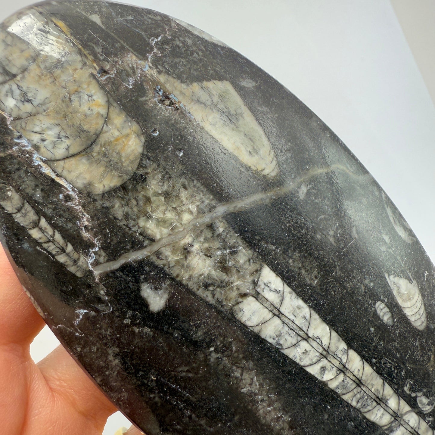 Orthoceras plate 16cm