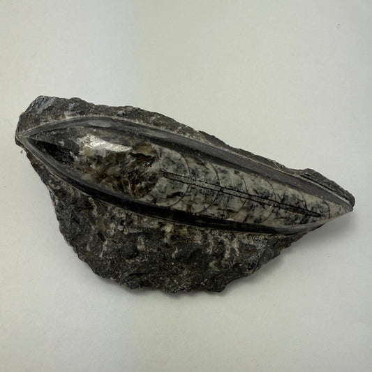 Orthoceras plate 10cm